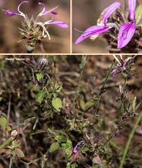 Image result for Dicliptera clinopodia