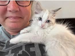 Adorable cats and kittens and their loving relationships with owners