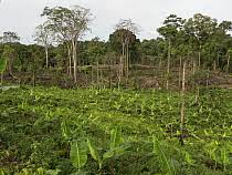 Image result for Sarcophrynium prionogonium