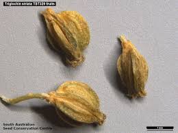 Image result for Triglochin striata