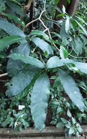 Image result for Tabernaemontana ventricosa