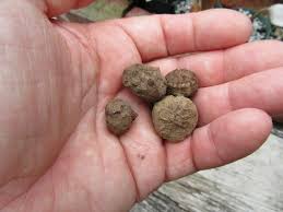 Image result for Sauromatum