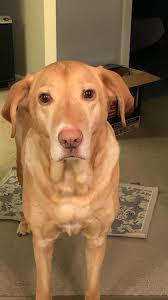 Lighting struck twice. 😞. My dog ran away. AGAIN. I promise to put the  gates up an update his tags. This is truly very embarrassing. His name is  Murphy. Did anyone see