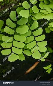 Image result for Adiantaceae