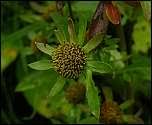 Image result for Bidens ruyigiensis