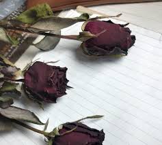 Wallpaper bunga mawar yang indah 50 wallpaper bunga hd paling cantik 2018 download wallpaper bunga mawar 59 kumpulan anek wallpaper bunga bunga mawar merah. 14 Wallpaper Aesthetic Gambar Bunga Mawar Estetik Terbaru Lingkar Png