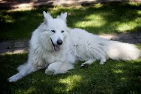 We did not find results for: Are White German Shepherds Purebred Myths Vs Reality World Of Dogz