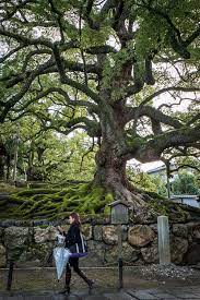 Japanese Sacred Tree Unique Trees Old Trees Sacred Tree