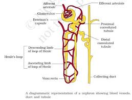 Excretory System Kidney Urine Formation Pmf Ias Excretory System Biology Diagrams Biology Lesson Plans
