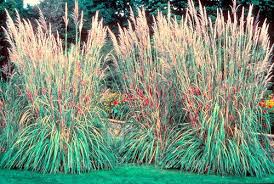 Image result for Cynodon aethiopicus