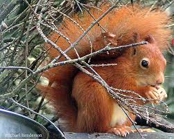 Red Squirel Fox Squirrel Squirrel Cute Animals