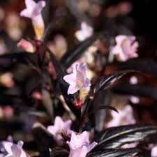 Image result for Strobilanthes anisophylla