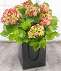 Address, phone, fax, opening hours, customer reviews, photos, directions and more. Flowers 4 U Ballinrobe Co Mayo