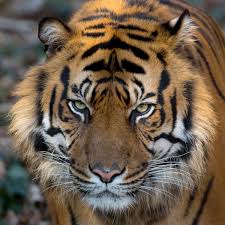 Tiger, (panthera tigris), largest member of the cat family (felidae), rivaled only by the lion (panthera leo) in strength and ferocity. Zwiesel Bayern Autofahrer Sichtet Tiger Im Bayerischen Wald Das Sagt Die Polizei Bayern