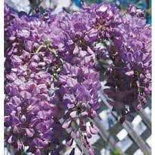 Wisteria L6343 Lowes Com Fragrant Flowers Wisteria Blue Passion Flower
