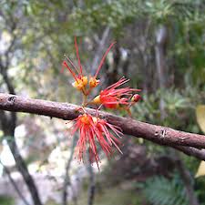 Image result for Micrargeria filiformis