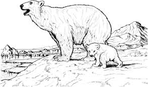 Disegno Di Orso Polare Con Piccolo Da Colorare Disegni Da Colorare