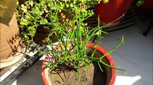 Today i wanted to tell you all about christmas cactus propagation: How To Grow And Care Pencil Cactus Care Of Pencil Cactus Pencil Cactus Youtube