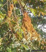 Image result for Pycnanthus