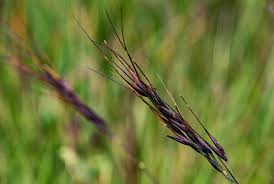 Image result for Loudetia simplex