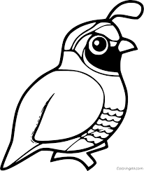 These are suitable for preschool, kindergarten and first grade. Cartoon California Quail Coloring Page Coloringall