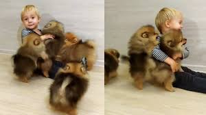 Very often, as puppies, they resemble a small version of black bear cubs…so cute! Little Boy Is Tackled By A Swarm Of Pomeranian Puppies Cesar S Way