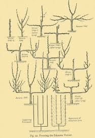Tree training has many forms and espalier is just one. Fruit Tree Training Advice Tree Pruning Methods Reads Nursery Fruit Trees Espalier Fruit Trees Trees To Plant