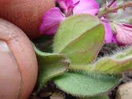 Image result for Polygala ohlendorfiana