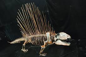 Dimetrodon may have had 'scales' on its belly like that of a rat on its tail. Dimetrodon Limbatus Hayashibara Skeleton Skeletons And Skulls Superstore