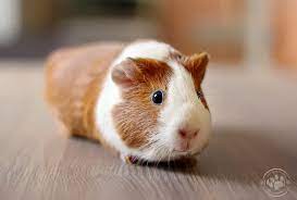 Although some guinea pigs may entertain the idea of eating zucchini and some may even love it, it is generally known among pet owners that zucchini is not well liked in. Can Guinea Pigs Eat Zucchini Vet Explains Pets