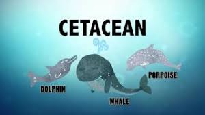 Dolphins breathe through their blowhole, which has a muscular flap that covers it when they go under water, keeping water out of their lungs. How Do Dolphins Sleep Without Drowning Smithsonian Tweentribune