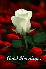 Pin By Sony Paul On Wednesday Morning Beautiful Rose Flowers Flowers Beautiful Flowers