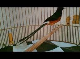 Murai Batu Juara Gacor Medan Super Nasional 100 Juta Natalia Nias Lampung Borneo Happy Ekor Panjang Https Www Youtube Com Watch V A6bppsoe Burung Murai Hutan