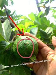 Hitam putih kehidupan aku & alam semesta. Pokok Jambu Batu Di Laman Rumah Berbuah Segera Balut Teknik Ni Agar Buah Selamat Dari Serangga Keluarga