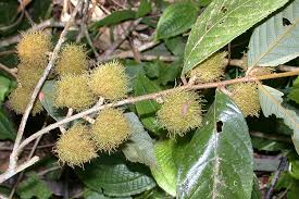 Image result for Rinorea