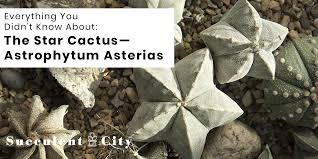 Become a paying member too. Everything You Didn T Know About The Star Cactus Astrophytum Asterias