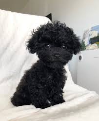 Check spelling or type a new query. Maltipoo Black For Sale Novocom Top