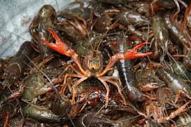 Selain dari segi ukuran dan jenis, perbedaan harga tersebut juga bisa dipengaruhi dari wilayahnya. Daftar Harga Lobster Air Tawar Hari Ini Dan Terbaru Dewitani