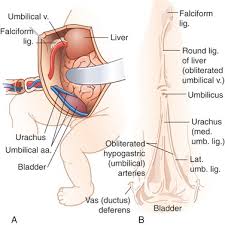 Image result for Umbilicus