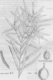 Image result for Afrocarpus usambarensis