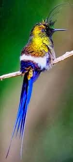 Birds With Tufted Heads Humming Bird Check Out That Head Bill O Riley S New Pinhead For This Week Go Figure Beautiful Birds Birds Pretty Birds