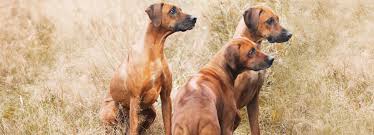 Image result for rhodéský ridgeback