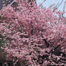 We did not find results for: Expert Gardener 3 25g Kwanzan Cherry Flowering Tree Walmart Com Walmart Com