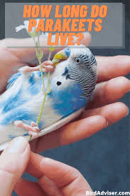 It is important to remember not to fall behind or slack as a pet owner. How Long Do Parakeets Live Parakeet Budgie Lifespan