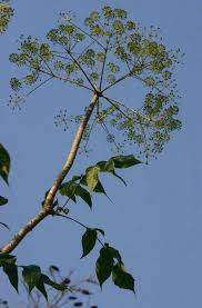 Image result for Steganotaenia