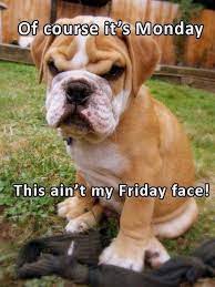 Monday Funny Quotes Cute Dog Monday Days Of The Week Tuesday Quotes Funny Funny Animals Funny Animal Pictures