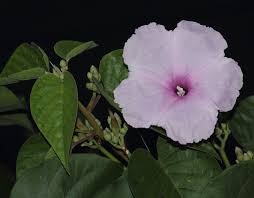 Image result for Ipomoea carnea