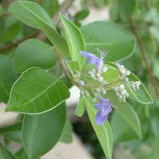 Image result for Vitex trifolia