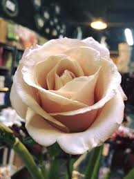 Maybe you would like to learn more about one of these? Miami Flowers Wholesale Facebook