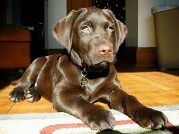 Australian shepherd pit bull terrier boston terrier border collie bichon frise rottweiler english bulldog corgi miniature. All About Our Chocolate Lab Webster Hello Adams Family